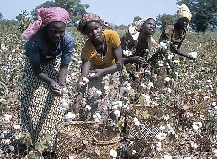 La OMC frena las subvenciones a las ventas de algodón para favorecer a los productores africanos