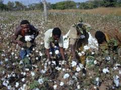 La producción de algodón de Benín se  reducirá en un 18% durante la campaña 2015/2016