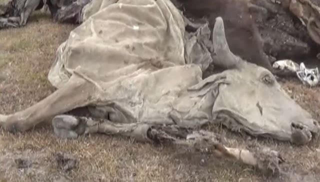 Estragos  de  la  sequía  en  África  Austral