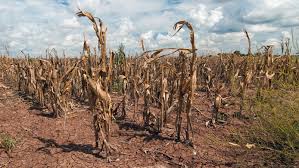 La “Operation Hydrate” y el Proyecto “Hope Grass” aportan alivio a las zonas más afectadas por la sequía en Sudáfrica