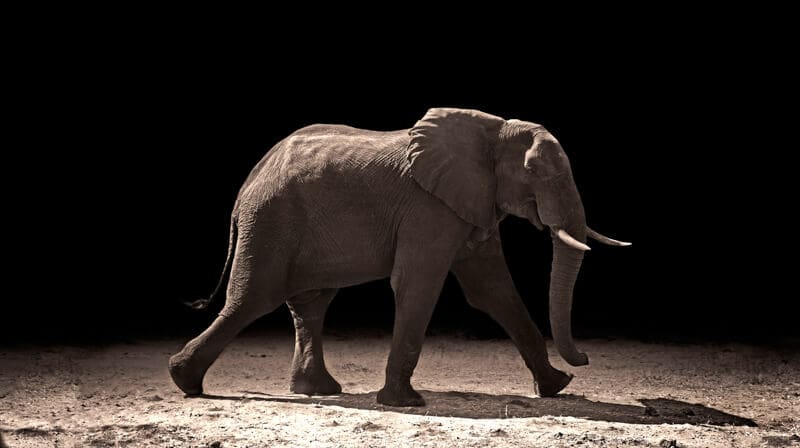 Out  of Africa  presenta  «ANIMAL», un ensayo de fotografía artística de Fran Martí   –  06  Febrero  – 06 marzo 2016 – Sitges