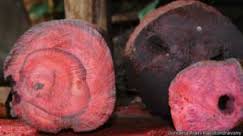 Madagascar esconde la cabeza ante el tráfico ilegal de madera de palo rosa y responde airadamente a la CITES en Ginebra