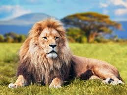 Una población de leones, jamás censada, ha sido descubierta en Etiopía