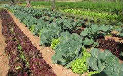 La agricultura ecológica, un sector en auge en Túnez