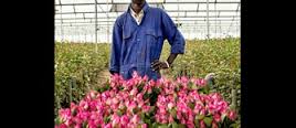 El cultivo de rosas está matando el lago Naivasha en Kenia