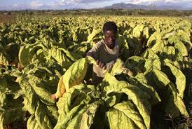 En Zimbabue, los agricultores blancos se vengan de Mugabe