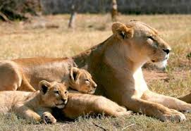 Se escapan seis leones del Parque Nacional de Nairobi