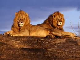 Una reserva natural en Zimbabue se queja de tener demasiados leones