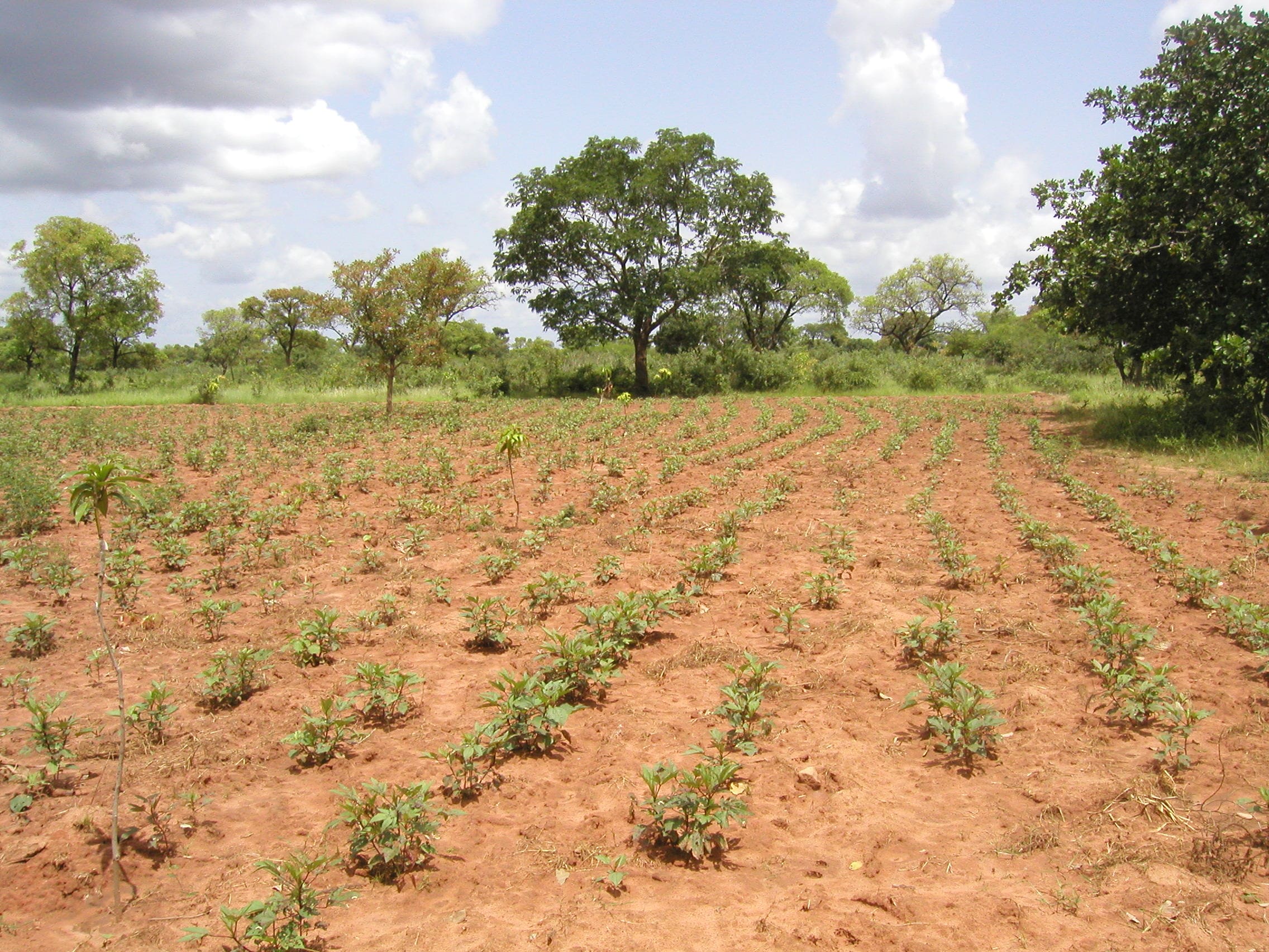 Un acuerdo por la reforestación de Uganda