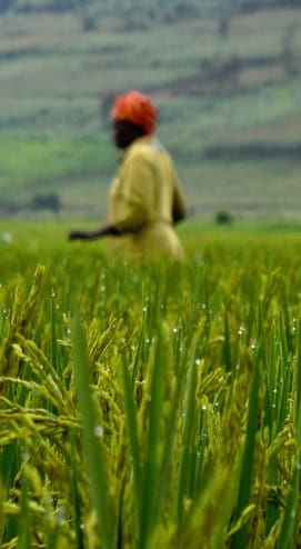 ¿Qué futuro les espera a los campesinos ruandeses?