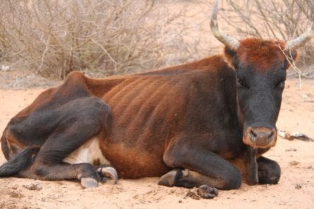 Muchos granjeros namibios lo perderán todo por la sequía