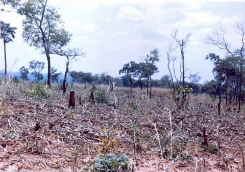 Se pide restaurar los bosques africanos perdidos en la conferencia «Forests for the Future – New Forests for Africa «