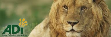 Sudáfrica elegida como el refugio más seguro para 33 leones rescatados