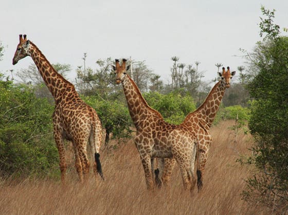 El ecoturismo en Angola  favorece la repoblación animal