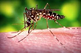 Detectado en África el virus del Zika