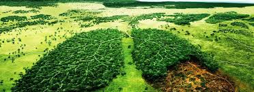 Campaña 100.000 árboles para reforestar Senegal