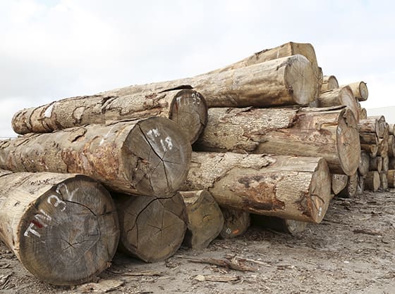 El sector forestal será clave para diversificar la economía angoleña