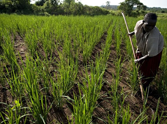 La Agricultura familiar produce el 90% de los alimentos de Angola