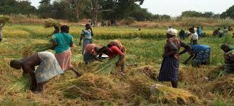El BAD adopta  una nueva estrategia para revolucionar la agricultura en África