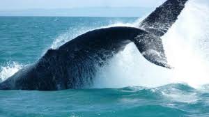En julio 2º  festival de las ballenas en Madagascar