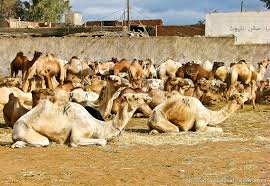 Los comerciantes de camellos somalíes pagan el precio de la guerra en Yemen
