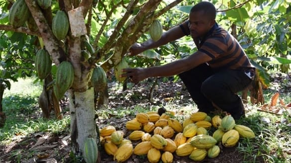 Acuerdo  para   revitalizar  el  cacao  y el   café  en  Gabón