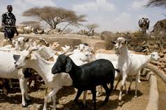 Lucha contra el hambre en Burkina, 14.000 rumiantes para 3.342 hogares