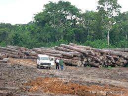 Greenpeace pide en la RDC la cancelación de los contratos forestales con empresas chinas