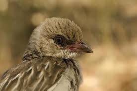 En Mozambique  el pueblo Yao habla con los pájaros  para encontrar miel