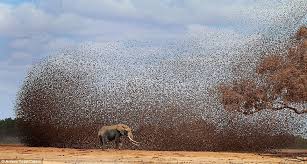 Pánico ante una plaga de langostas que se acerca a Nigeria