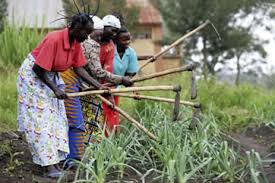 Cooperativas, reactivación del modelo en África