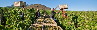 Supermercados daneses eliminan vinos sudafricanos de sus estanterías debido a acusaciones de esclavitud