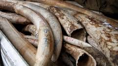 Namibia y Zimbabue no podrán vender  el marfil decomisado