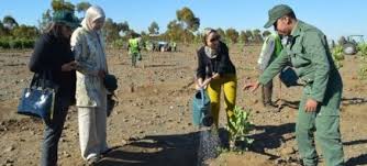 Marruecos planta  1 millón de árboles en un día