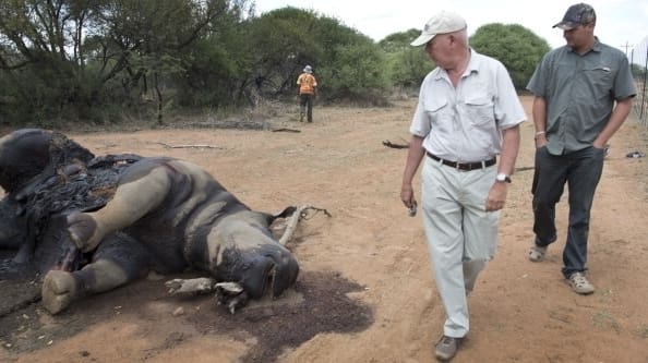 Incremento  de  la caza furtiva de rinocerontes y elefantes en Namibia