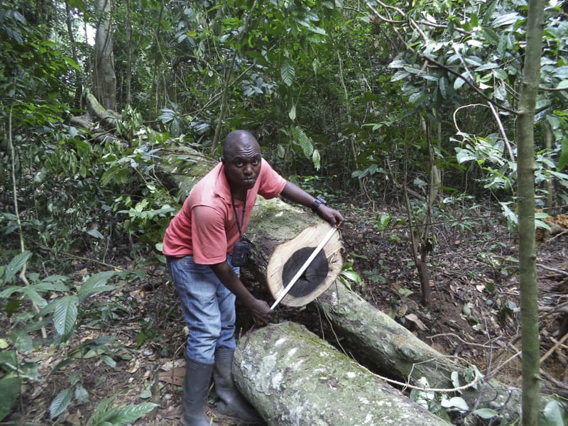Explotar bien la selva es posible, por Chema Caballero