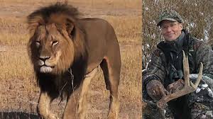 En Zimbabue los leones bajo la amenaza directa del hombre