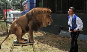 33 leones rescatados de circos en Sudamérica llegan a África