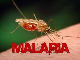 Un jardín botánico para combatir la malaria