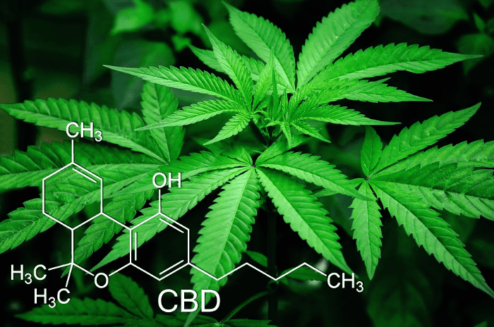 Las mujeres afroamericanas y la industria del cannabis en EE.UU. (Parte 1/2)