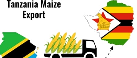 Tanzania exportará maíz a millones de personas que necesitan asistencia alimentaria en Zimbabue