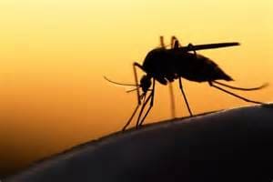 La OMS declara Argelia libre de malaria