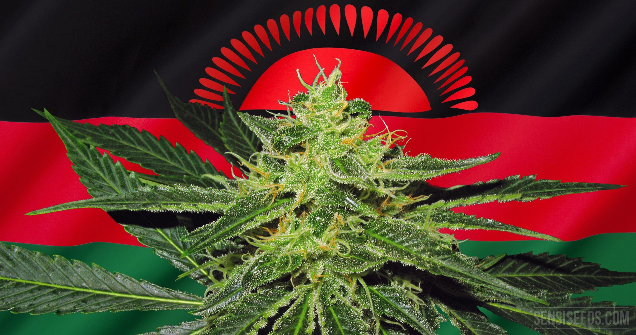 La industria regulada del cannabis podría aligerar la agenda de la atención médica