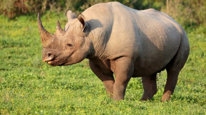 La caza furtiva de rinocerontes, un caso alarmante