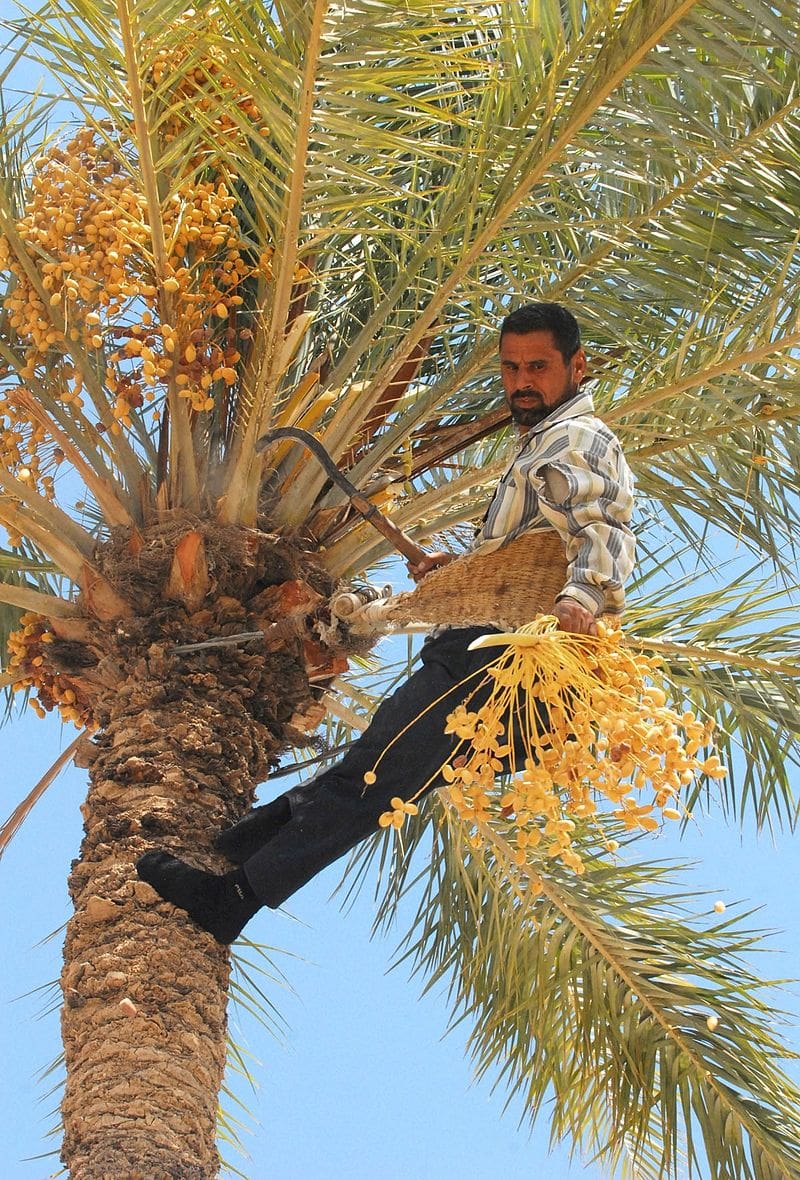 El cultivo y los diversos usos de la palmera datilera patrimonio inmaterial de la humanidad