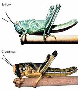 La plaga de langostas siembra el pánico en Uganda y Tanzania