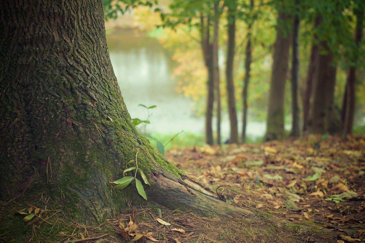 Los científicos advierten del impacto del cambio climático sobre los bosques tropicales