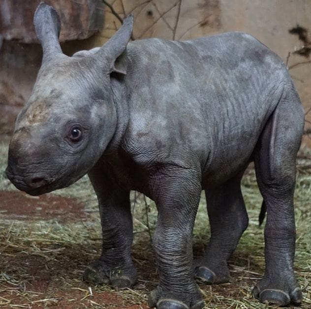 El Parque Nacional de Akagera (Ruanda) anuncia aumentos en los precios de las entradas