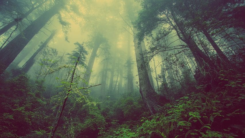 forest.jpg
