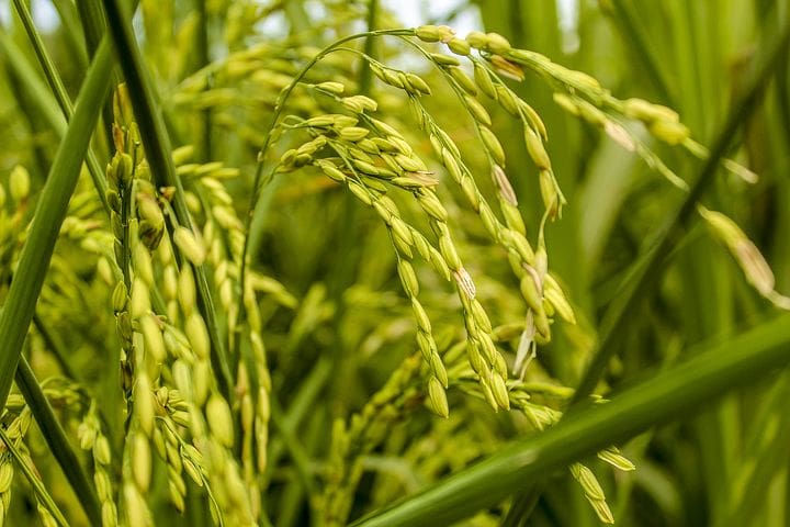 Los agricultores de Zimbabue se modernizan contra el cambio climático